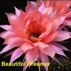 Beautiful Dreamer.4.1.jpg 